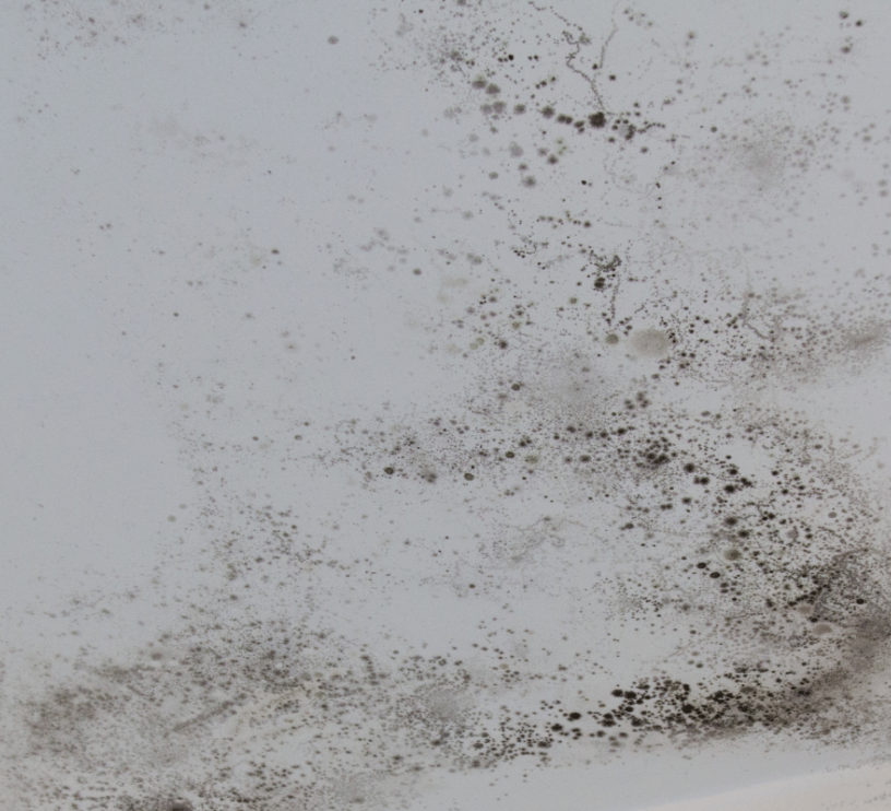 Image de moisissures sur un mur